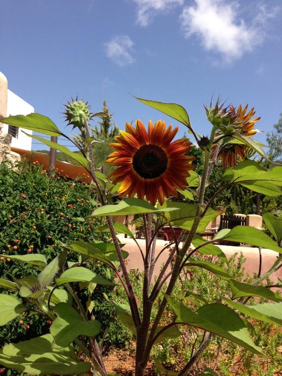 Agroturismo Xarc Santa Eularia des Riu Eksteriør bilde